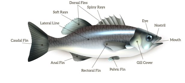 fish structure