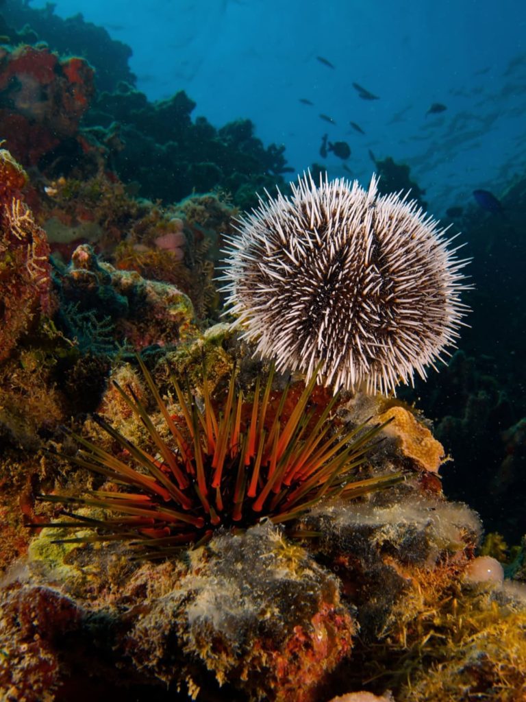 Sea urchins for starfish