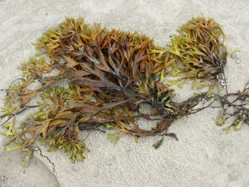 Seaweed for starfish