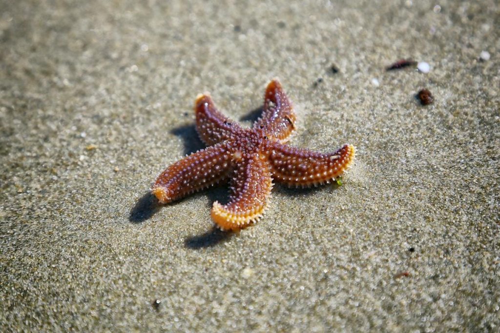 close up photo of brown starfish