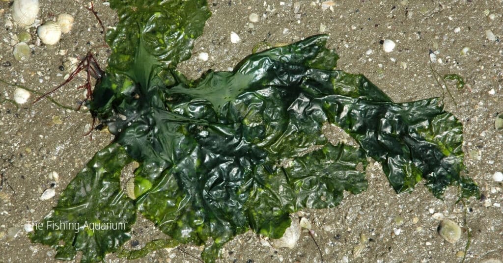 Sea Lettuce To Feed Hungry Crabs