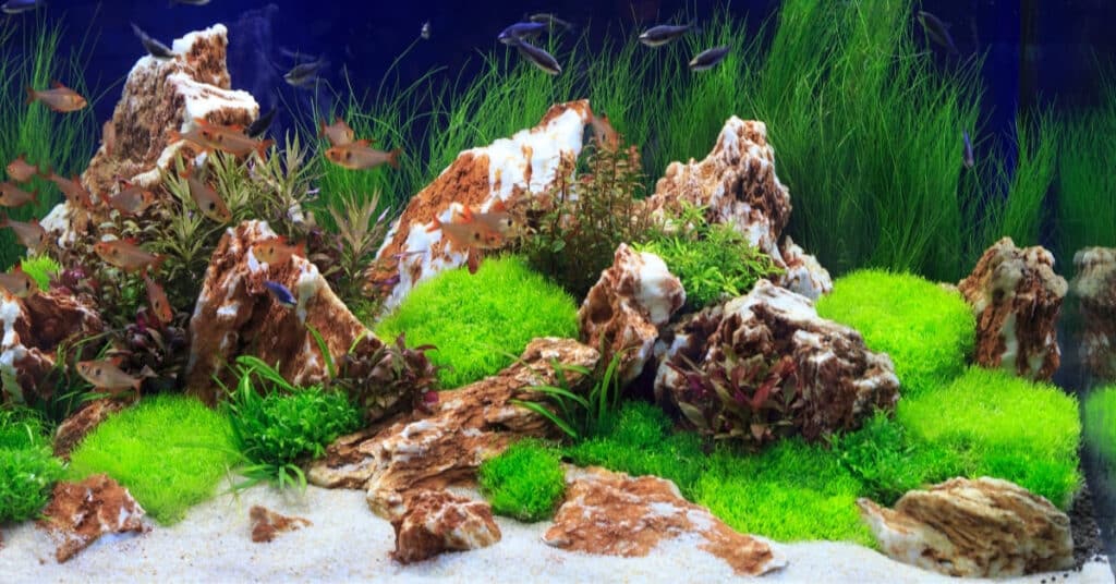 Fast Growing Aquarium Carpet Plants