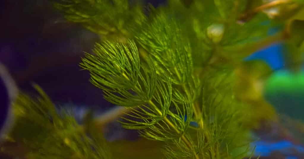 fast growing aquarium plant Hornwort