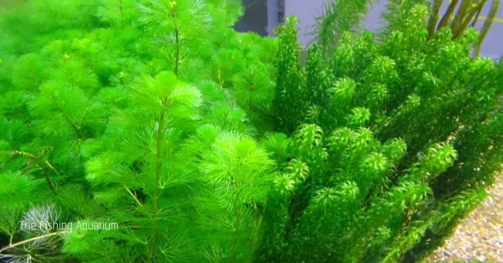 Aquarium Plants That Don't Need Substrate - Green Cabomba