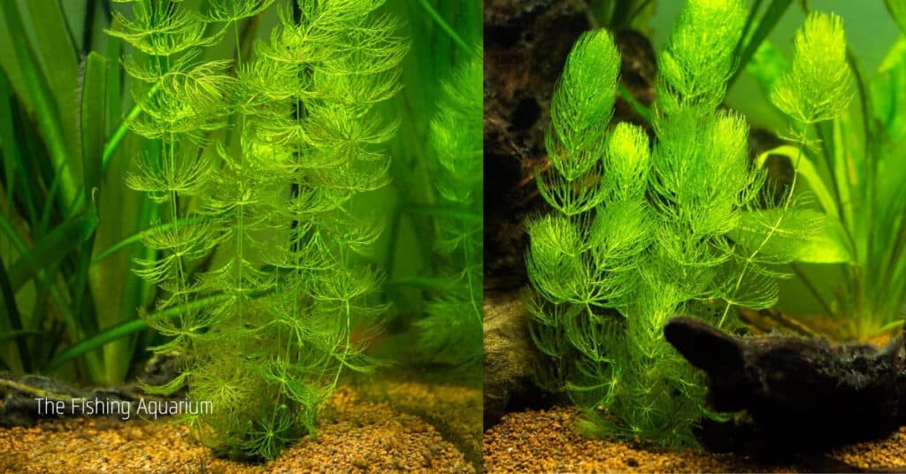 Aquarium Plants That Don't Need Substrate - Hornworts
