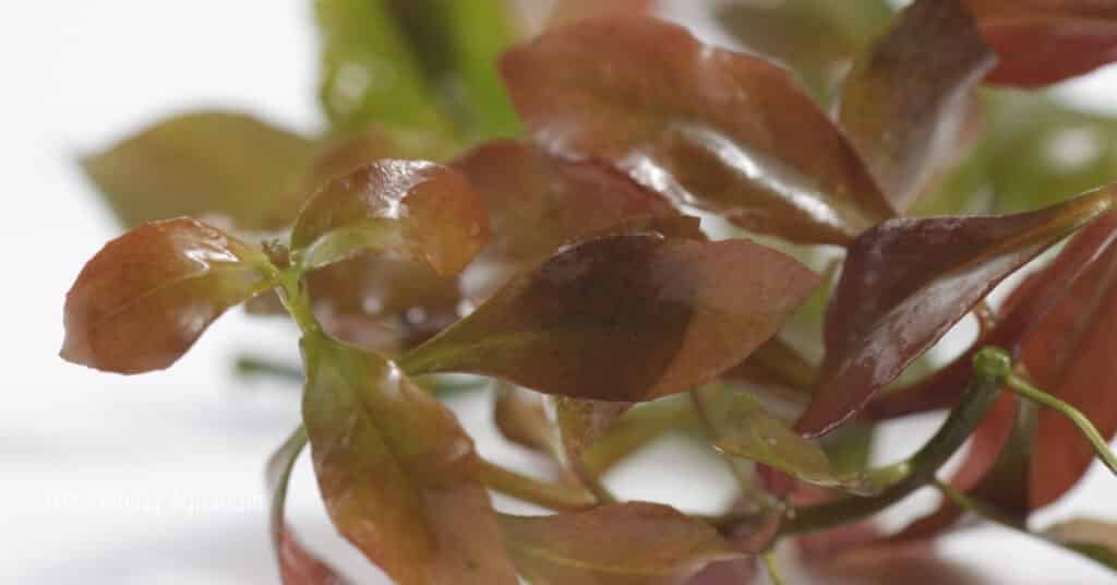 Aquarium Plants That Don't Need Substrate - Ludwigia repens