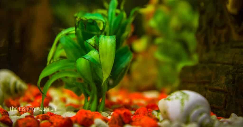 Aquarium Plants That Dont Require Substrate