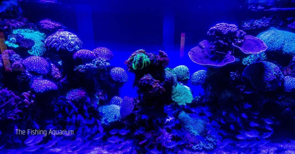 Is Blue Light Good For Aquarium Plants at Night