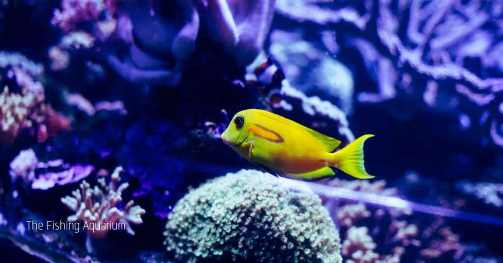 Is Blue Light In Aquarium Good For Fish Too
