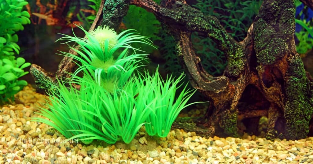 What Is Considered High Light For Aquarium Plants