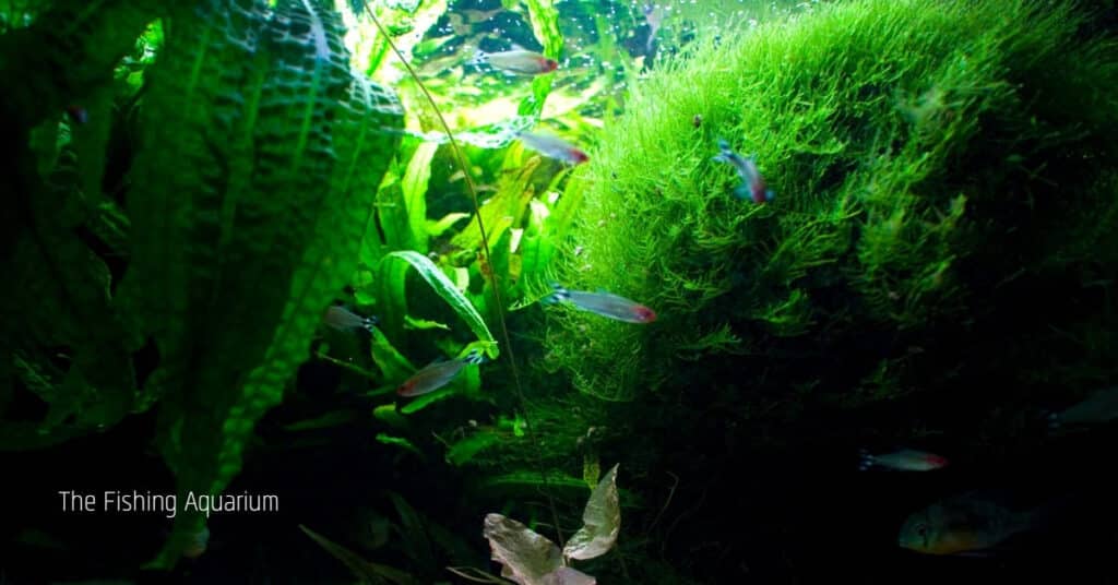 What Is Considered Low Light For Aquarium Plants