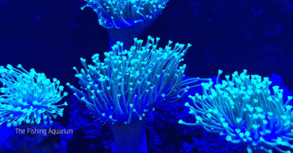 Why Do Plants Grow Better In Blue Light
