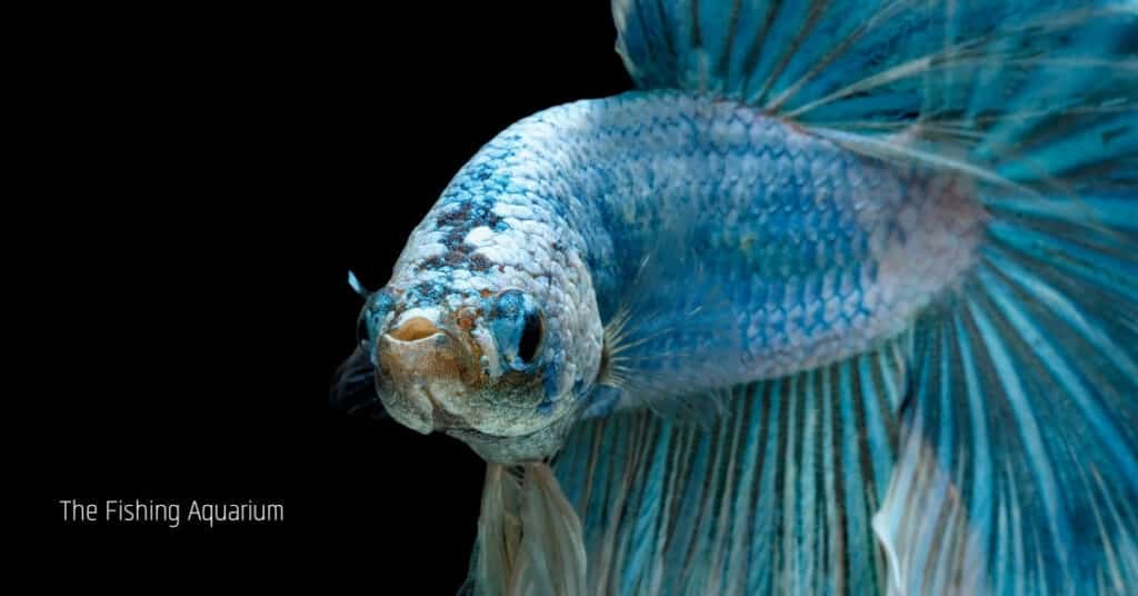 How To Know If Your Betta Fish Is Happy With You