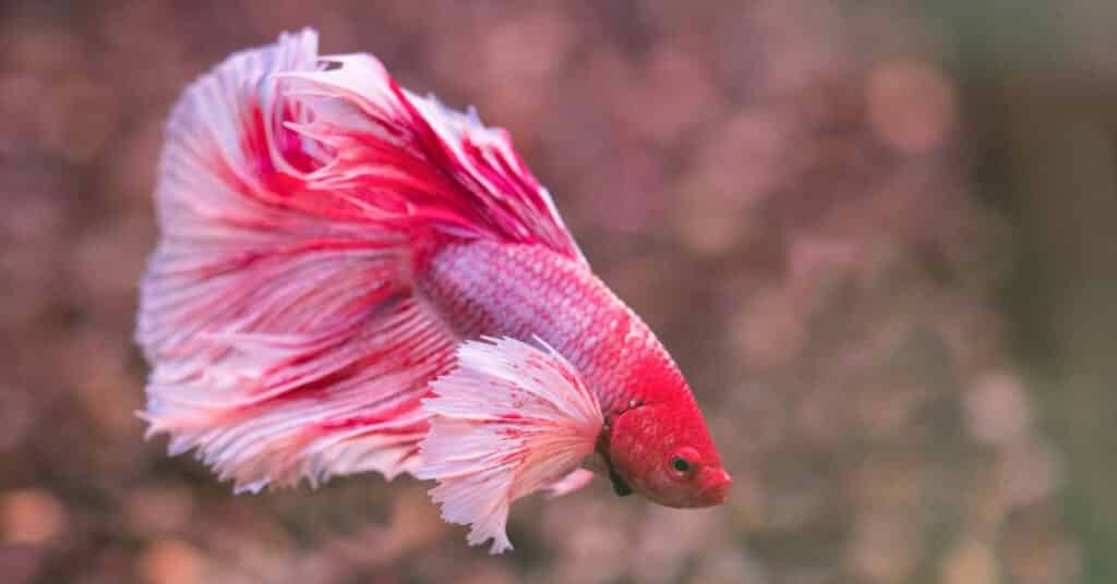 Is It Important To Spend Time With Your Betta