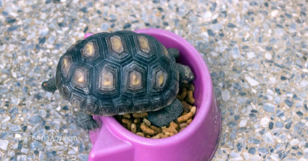 Benefits Of Eating Fish Food For Turtles