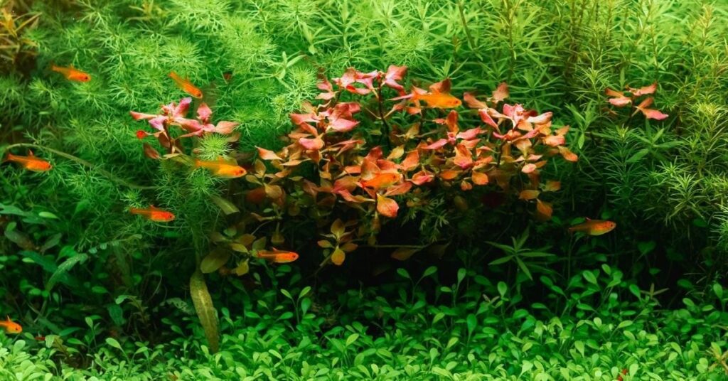 Benefits Of Pink Plants In Aquarium