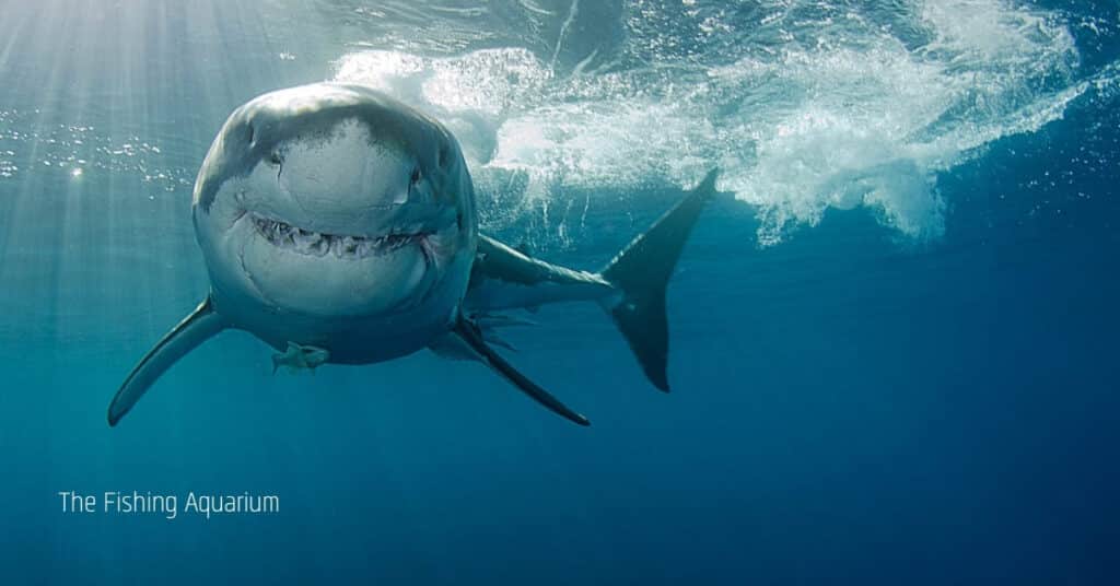 Do Sharks Use Echolocation