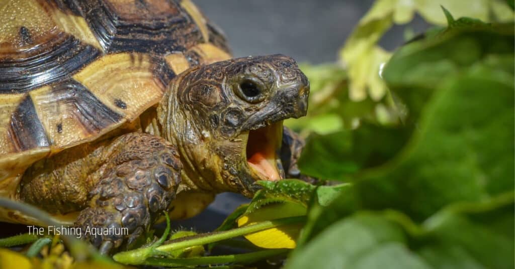 Harmful Effects Of Eating Fish Food For Turtles