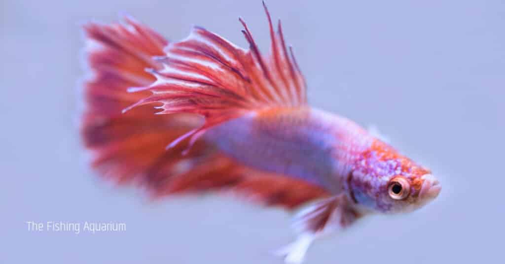 How To Save a Dying Betta Fish