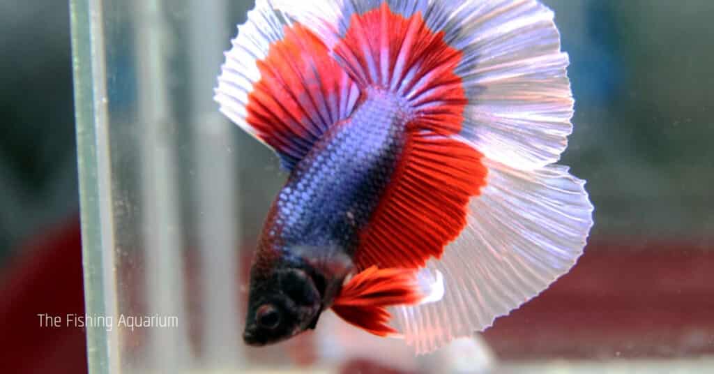 Is Your Betta Fish Sick and Lying at The Bottom