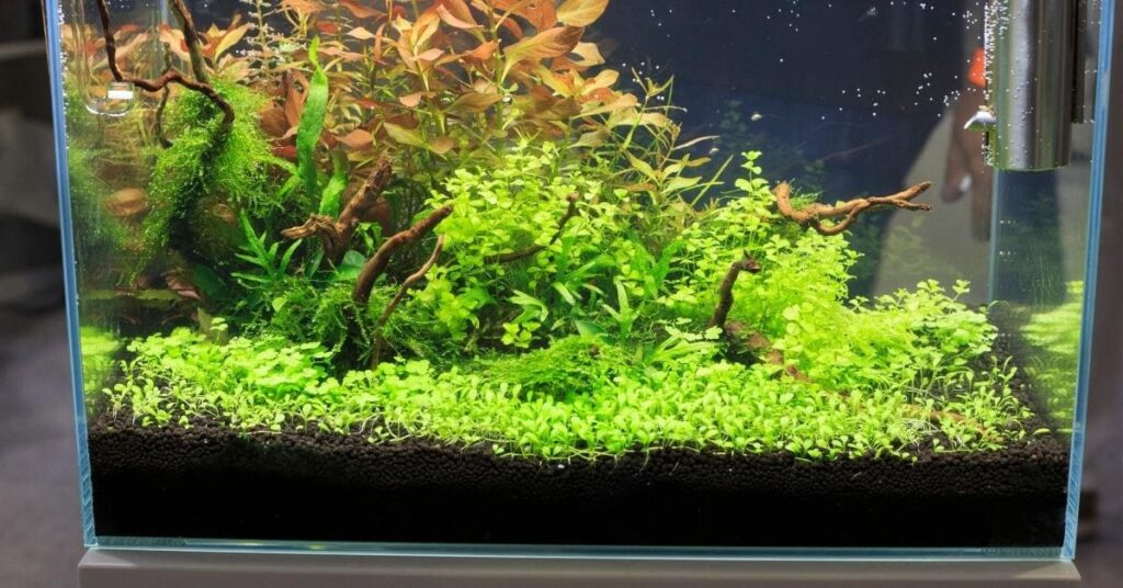 Are River Plants Suitable For Aquariums