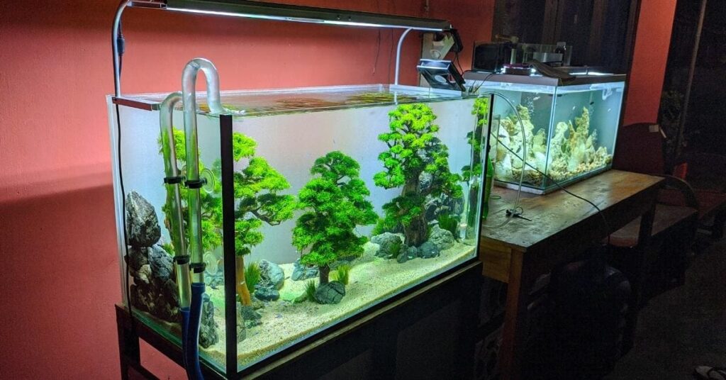 Pros of Using River Plants for Aquarium