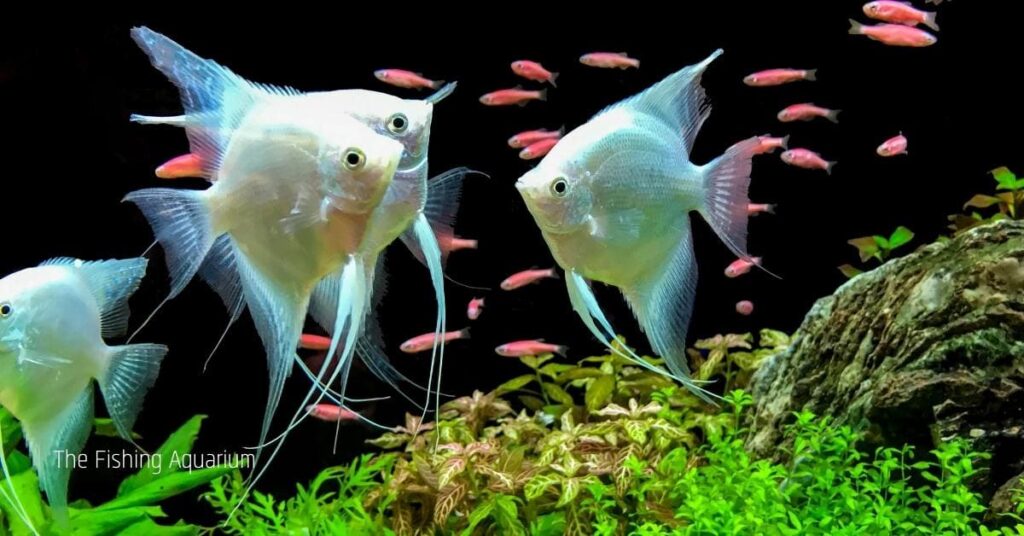 High Ammonia Levels In Fish Tank