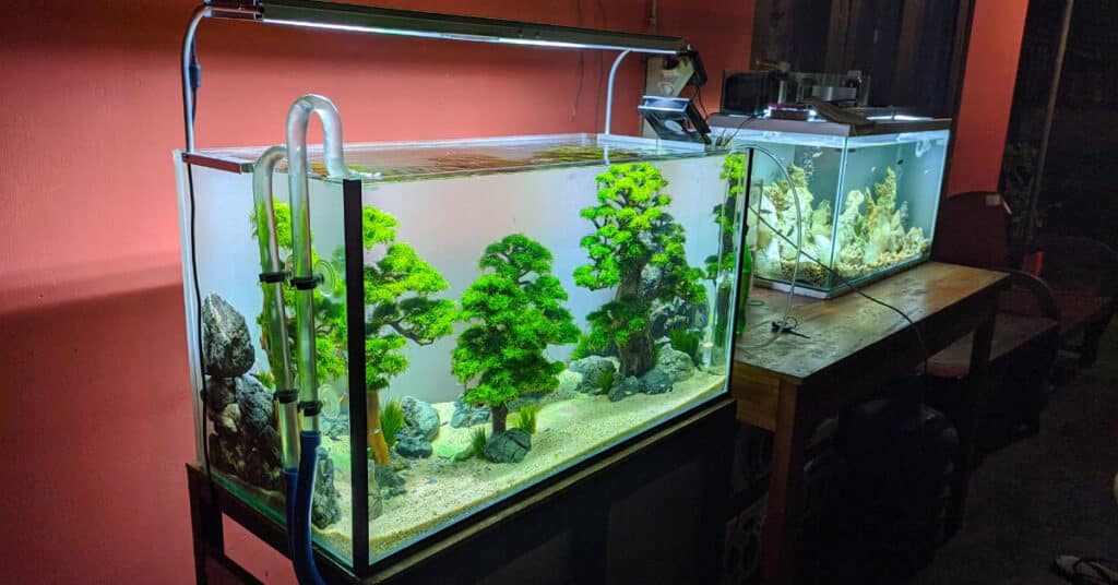 Importance Of CO2 In Aquariums